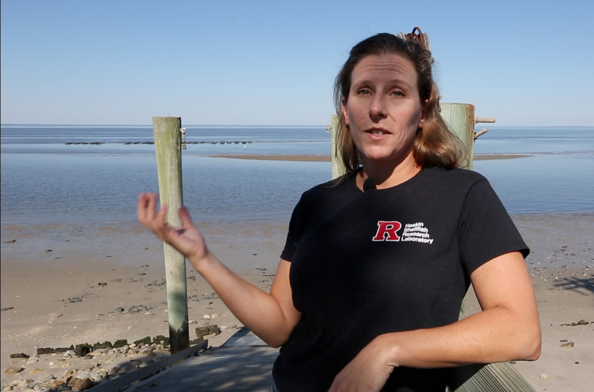 Delaware Bay Oyster Farming